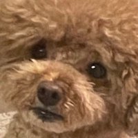 moca (@moca1229_) Twitter profile photo