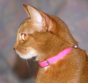 apigon's profile picture. 混合性結合組織病という膠原病の難病患者です（理学療法士・社会福祉士）。特に難病対策と地域医療に興味があります。
全国膠原病友の会副会長・大阪支部事務局、「今後の難病対策」関西勉強会事務局
（大阪府立大学大学院工学修士・応用化学専攻）