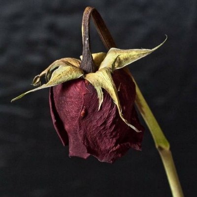 Music, Lit; fiction and poetry, cooking, astronomy, nature photography,
Here to post the beauty and wonder around us and some prose con un poco de Español.