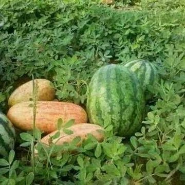 avbishnoi056's profile picture. काचर टिंडी और मतिरा सब कुछ खाओ देशी🍉🍈🍉🍈