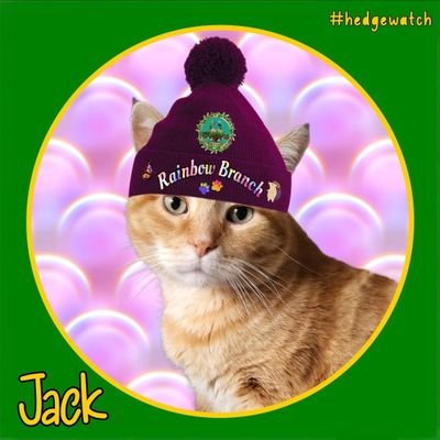 I've gone 🌈 My mummy gave me the best possible life. Now it's time for my brofurs and sisfur to look after her #Hedgewatch member #FIVCatsClub