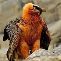 Atoosa (@atoosa59) 's Twitter Profile