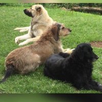 Diana (@anaid1958) 's Twitter Profile Photo