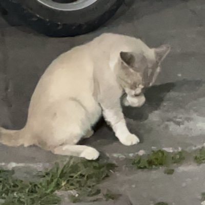 aaucode's profile picture. joki website | reactjs/nextjs | golang | java | postgre/mysql | bug fixing | javascript,html,css | project skripsi | big data | ui/ux | konsultasi coding, dll.