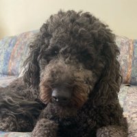 WV38Special (@spchgrl8675309) 's Twitter Profile