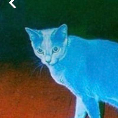 gopzilIa's profile picture. bonjour dindasse