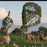 ابو صقر (@m_2004pk) 's Twitter Profile