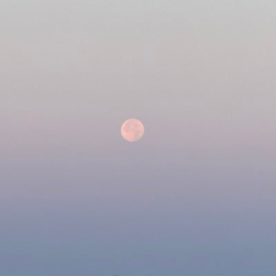 MimMuhlis's profile picture. Bir doğrulsam eğildiğim yerlerden,ağarır tanyeri nüliferlerin…NG