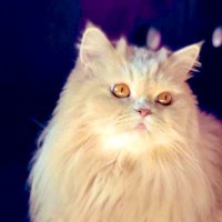 fırtına mavisi (@firtinamavisi1) 's Twitter Profile