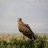 thebird82's profile image