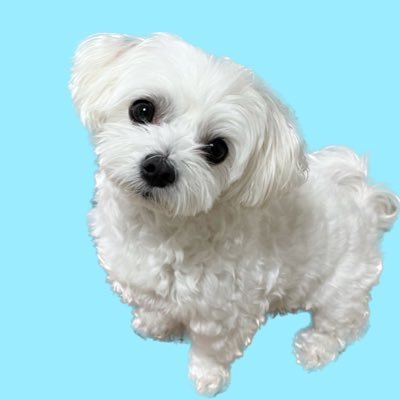🐶アカウント2022年2月〜マルチーズ2018年12月6日生まれ♂🎂大人しく優しい人懐っこい性格です😊お友達になってくれると嬉しいです❣️ 無断転載禁止🆖