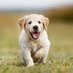 ProudPuppy (@proud_puppy) Twitter profile photo ProudPuppy (@proud_puppy) Twitter profile photo