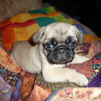 Argyle (@argylepug) 's Twitter Profile