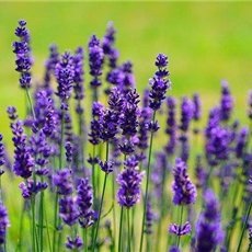 ayahi766114's profile picture. お金に恵まれる方法やお得情報など教えたりしています。私自身お金に苦労した経験から生活に困窮している方を救いたいと思い、ほんの僅かですがお金配り企画を実施しております☆ なくなり次第終了▶ https://t.co/FWyToHV8Zp