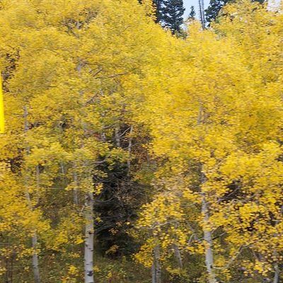 ShellieMorton3's profile picture. 🇺🇸