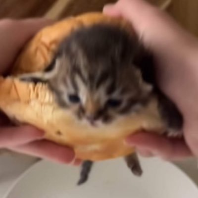 damsiclee's profile picture. cats.