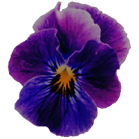Violet. (@t3mp0raryt1m3) 's Twitter Profile
