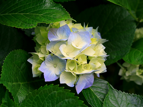 @socialmedia_jpn
