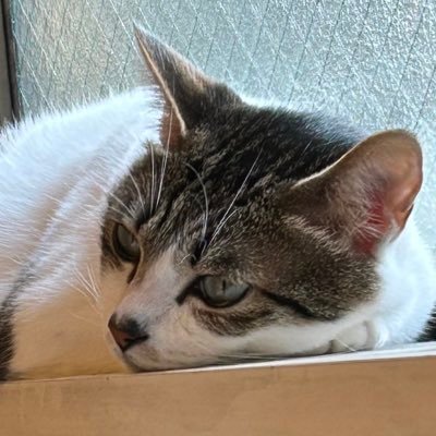 めつさんのプロフィール画像
