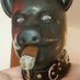 GarPig🇬🇧🐽 (@piggycigar) Twitter profile photo GarPig🇬🇧🐽 (@piggycigar) Twitter profile photo