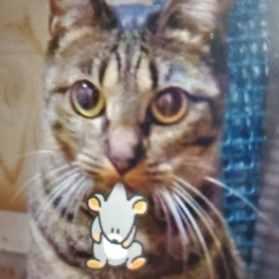 🇯🇵🚙💨 🐈キジ♀🐱🪴土いじり🪴📚積読派📚🩵あさ8🎌まさ8🩵😳無言フォロー・リポストお許しください🙏不快な思いをされた方には深くお詫び申し上げます🙇🇯🇵🚙💨