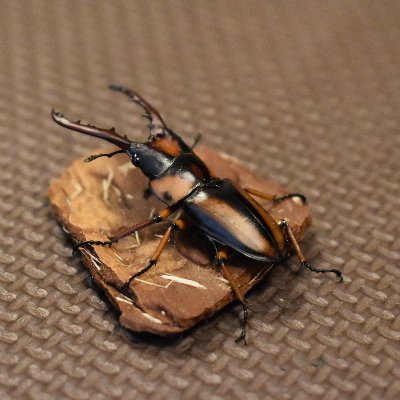 20年ぶりにカブクワブリードを再開した大阪の30代です。色々情報収集しています。ブログもやってます。
https://t.co/4b0iD3sXg5