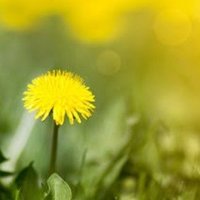 Dandelion (@itotonbow) 's Twitter Profile