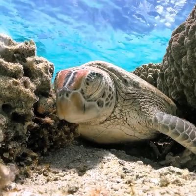 silverfox0425's profile picture. ぬん(´◉ὢ◉｀)  🐢✨️欲しいものは焚き火検定