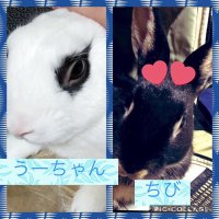 うーちゃんmama (@miniusautanhome) 's Twitter Profile