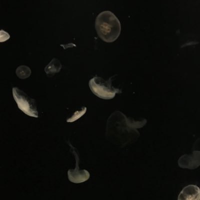 Peter4578245514's profile picture. PAOUSJBUXIAKLAKIDIDHSIO