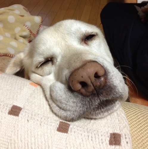 jackal624's profile picture. 子供のことと格闘技と競馬とゲームと下ネタが中心