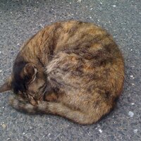 しーずん (@seazon4f) 's Twitter Profile