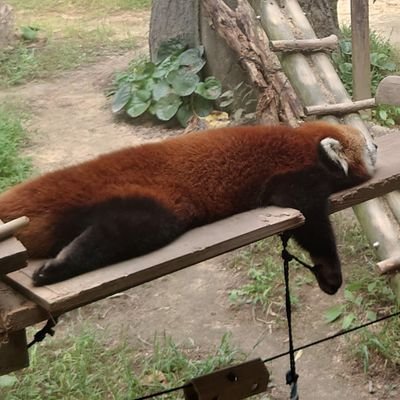 インテリシェフ 小さい怪獣 気がつけばもうすぐ学校さんのプロフィール画像