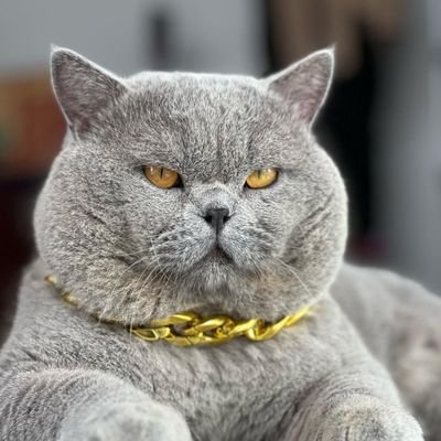 iwankelor95's profile picture. Great Project