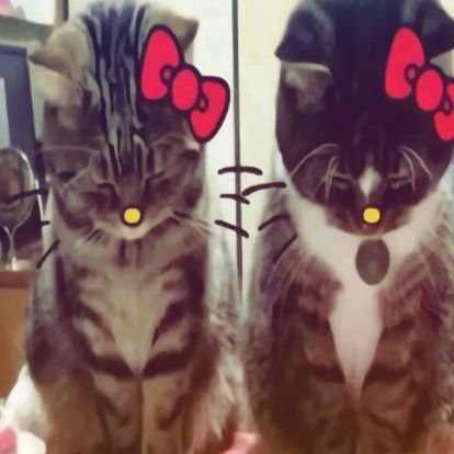 maxitoo____'s profile picture. soy un periquito mudo, soy un gatito muerto