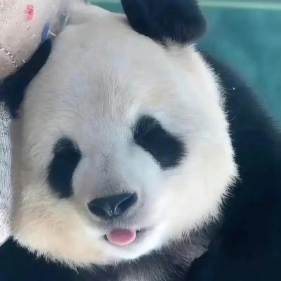 菲酱さんのプロフィール画像