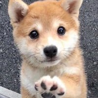 あくあ (@kamome_hq) 's Twitter Profile