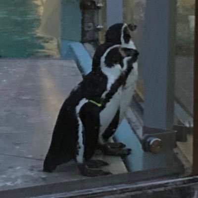 Charlotte_7725's profile picture. ペンギンの鳴き声はﾍﾟﾝ