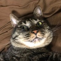 ねこループ時々PR (@nekoloop0) 's Twitter Profile Photo ねこループ時々PR (@nekoloop0) 's Twitter Profile Photo