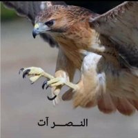 ابو مقتدى (@mqtdy92948) 's Twitter Profile