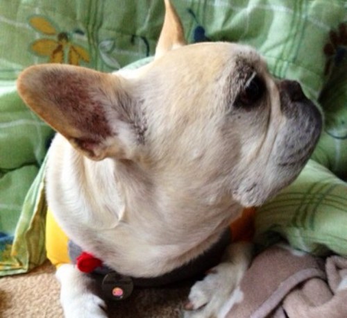 hokupa's profile picture. 