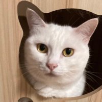 あおねこ (@bluecat11263104) Twitter profile photo