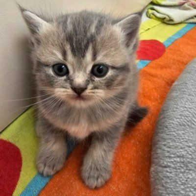 havilion's profile picture. 