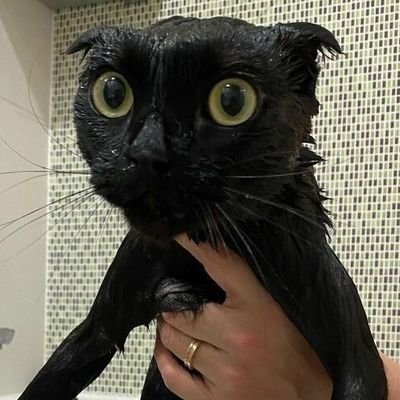 YOU_YA_HO_rago's profile picture. 