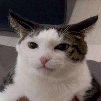 Marumaruu (@mamarumura) 's Twitter Profile Photo Marumaruu (@mamarumura) 's Twitter Profile Photo