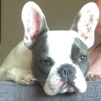 David C (@scelaptic) 's Twitter Profile