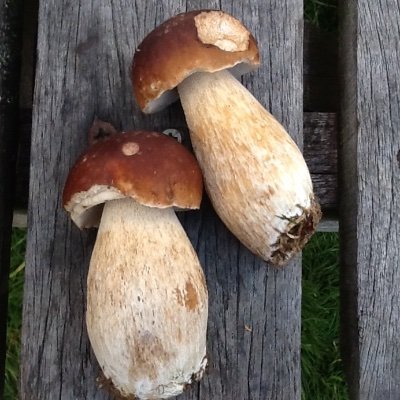 Edible Fungi🍄& Wild Food🍒Forager. Conservationist: Buildings, Nature, Cultural Heritage💔 The road to hell is paved with good intentions. Don’t be a lemming.
