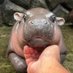 หมูเด้ง มัมหมี FC (@khamoo_fc) Twitter profile photo หมูเด้ง มัมหมี FC (@khamoo_fc) Twitter profile photo