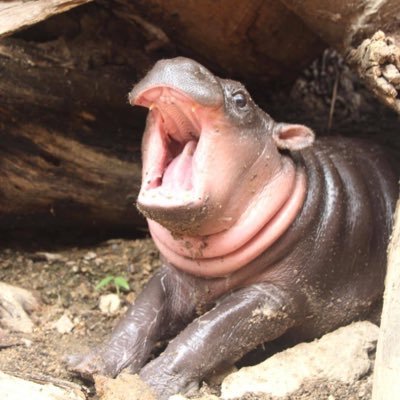 shreybhandida's profile picture. la combi completa