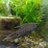 Copeia0422